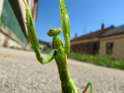 praying mantis insect on the street