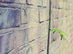 prickly plant at brick wall