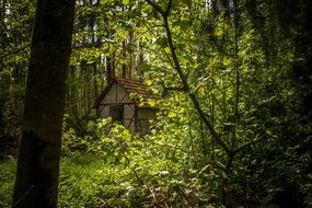 old small hut in forest at summer