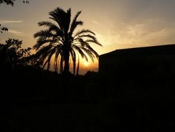 landscape of top of palm tree at sunset sky, spain, mallorca