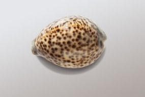 cowrie snail shell close up