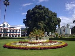 flower bed in park at town hall, mexico, santa maria de tule