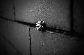 snail shell on brick wall