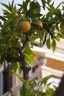 Picture of the lemons on a tree