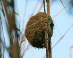 weaver bird’s nest in wild