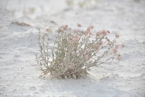 pink flowers in desert, usa, new mexico, White Sands National Park