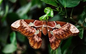 large red brown atlas moth on green leaf