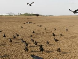 indian house crows gathering at brown soil