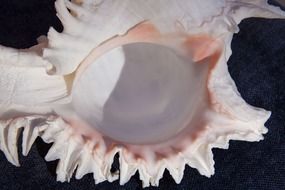 Decorative seashell on a dark background