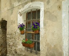 potted flowers on grate at window of old house