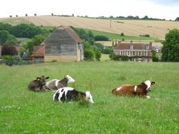 cattle on meadow in countryside, scenic summer landscape, uk,england