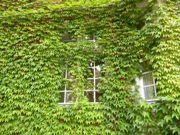 lattice windows overgrown with vine