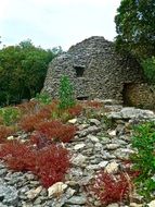 red and green plants among stones at medieval ruin