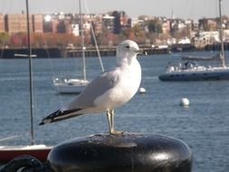 seagull sitting on stump in harbor in view of city