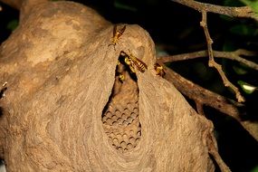 wasps on nest in wild