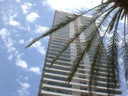 palm tree leaves at skyscraper, spain, barcelona