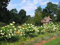 garden with White flowers, usa, ny, Poughkeepsie, Locust Grove Estate