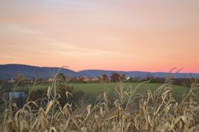 dry corn plants on field in countryside at evening