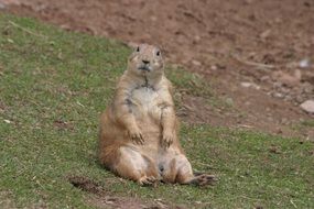 prairie dog sitting on ground looking straight