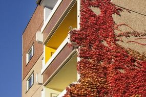 red ivy on wall of residential buildings in germany in saxony leipzig