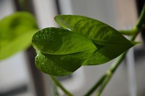 water drops on green leaves of house plant at blurred background