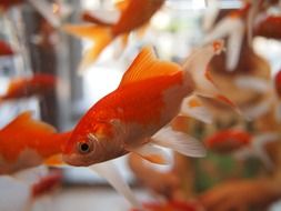 small goldfish in an aquarium