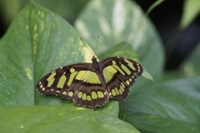 wing spread of malachite butterfly close-up