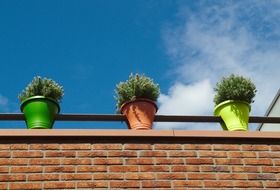 plants in pots on brick wall at sky