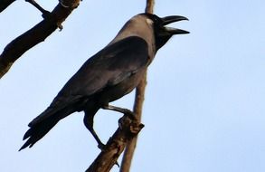 perched indian house crow