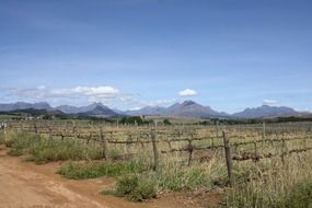 Landscape of vineyards in the background of the mountains in Cape Town