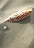 white and brown shell of sea snail on grey sand