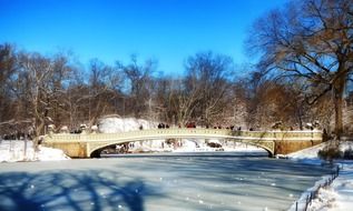 frozen central park among the plants in new york