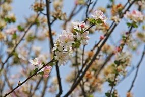 Flowering cherry in the spring