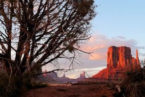 dry tree in front of red rock formations in desert at sunset, usa, arizona, monument valley