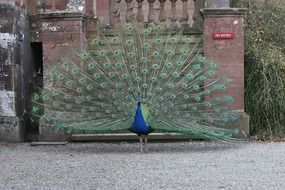 male peacock with open tail at aged building