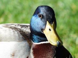 shine head mallard drake males