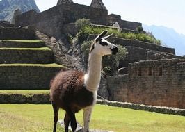 llama at ancient ruins, peru