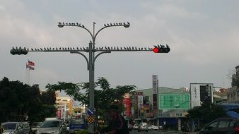 birds sitting on traffic lights in city, china, taiwan ,kaohsiung