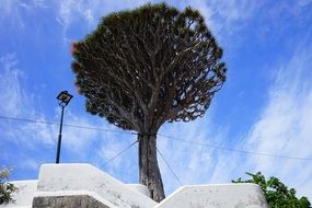 canary island dragon tree in Tenerife