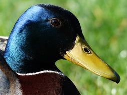 portrait of blue drake head with white collar