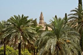 tower of cathedral behind palm trees, spain, cordoba