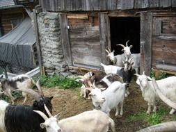 herd of goats at weathered stall, switzerland