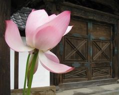 lotus flower at gate of temple, japan