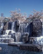 blooming cherry trees at waterfall, usa, washington dc, The Franklin Delano Roosevelt Memorial