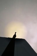 dove sits on roof at sunrise, silhouette