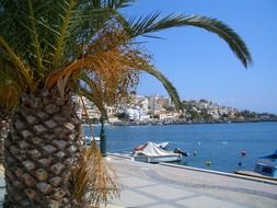 palm tree on waterfront at city, greece, crete