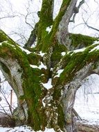 mossy trunk of big old tree at winter