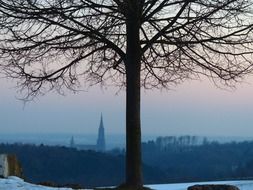 Tree without leaves in winter