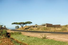 wide tree at road in countryside, kenya