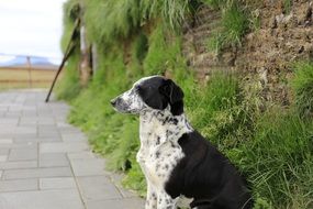 dog near an icelandic turf house